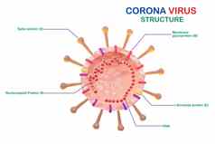 冠状病毒细胞结构解剖学电晕病毒孤立的