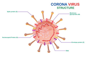 冠状<strong>病毒细胞</strong>结构解剖学电晕<strong>病毒</strong>孤立的