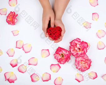 女手持有红色的心白色背景粉红色的玫瑰宠物
