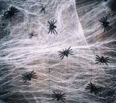 白色蜘蛛网络黑色的蜘蛛木背景