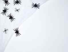 白色蜘蛛网络黑色的蜘蛛黑色的背景