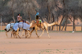 骆驼牧民走集团骆驼跟踪