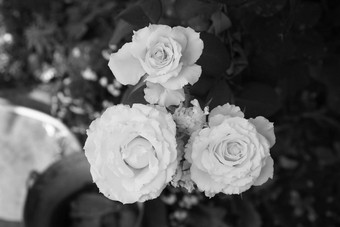哥特黑色的白色玫瑰花园