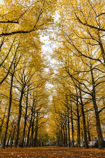 行人城市通路有边的范围高金树叶树秋天季节秋天