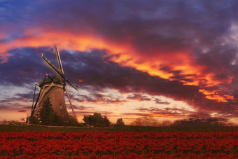 色彩斑斓的荷兰<strong>郁金香</strong>农场嵌套的雄伟的风车