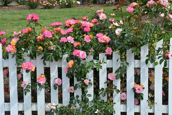 粉红色的玫瑰白色哨栅栏