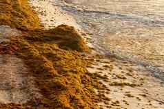 补丁海藻海藻图伦海滩墨西哥