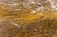 海藻海藻补丁浮动水图伦墨西哥