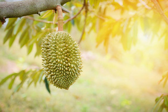 榴莲水果挂榴莲树花园