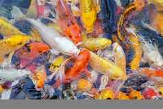 色彩斑斓的花俏的鲤鱼鱼锦 鲤鱼
