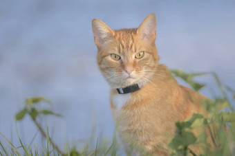 橙色虎斑猫灌木丛凝视着相机