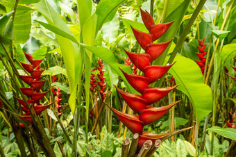 图片龙虾爪花海里康属植物orthotricha