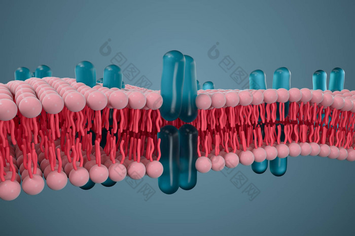 细胞膜生物学生物概念呈现