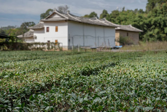 茶灌木土<strong>楼</strong>华安联合国教科文组织世界遗产网站