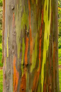 细节色彩斑斓的树皮彩虹桉树树
