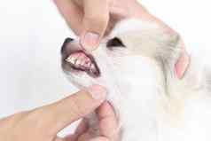 特写镜头清洁狗的牙齿牙刷宠物健康护理