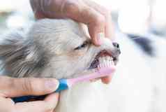 特写镜头清洁狗的牙齿牙刷宠物健康护理