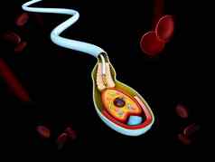 插图人类精子细胞解剖学结构精子