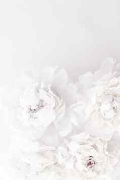 纯白色牡丹花花艺术背景婚礼装饰奢侈品品牌