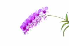 紫色的蝴蝶 兰兰花孤立的白色背景