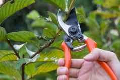 园丁修剪树修剪剪切机自然背景