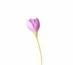 unblown巴德紫色的番红花属花长阀杆