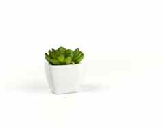白色陶瓷能绿色植物多汁的白色背景