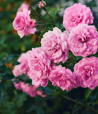 味蕾粉红色的盛开的玫瑰花园绿色背景
