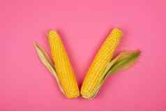 成熟的黄色的玉米玉米穗轴粉红色的背景
