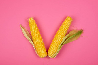 成熟的黄色的玉米玉米穗轴粉红色的背景