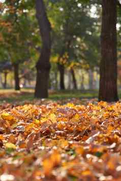 秋天城市公园树干枫木黄色的叶子