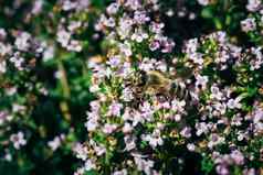 蜜蜂授粉百里香花