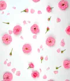 盛开的味蕾粉红色的玫瑰白色背景前视图