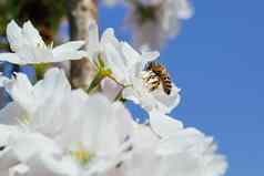 蜜蜂授粉白色樱桃树花
