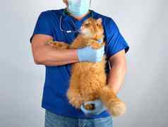 兽医医生蓝色的统一的持有大毛茸茸的红色的猫