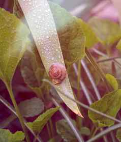 棕色（的）蜗牛长绿色叶花园