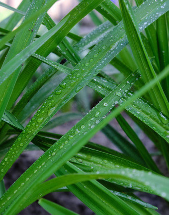 长绿色叶子水滴