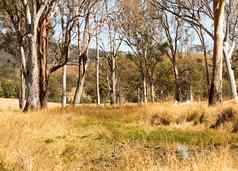 农村澳大利亚农村水洞口香糖树
