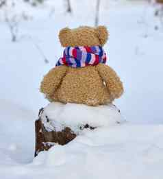 棕色（的）泰迪熊明亮的围巾坐在中间白色