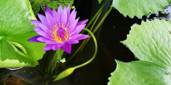 紫色的莲花池塘