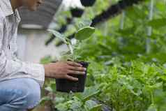 年轻的农民挑选新鲜的有机蔬菜形式花园