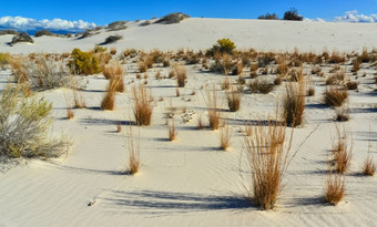 抗旱沙漠植物丝兰植物日益增长的