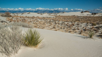 抗旱沙漠植物丝兰植物日益增长的