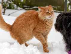 大红色的猫玩黑色的狗雪