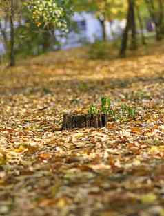 腐烂的树桩中间下降黄色的树叶一天