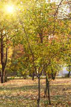 城市公园树黄色的叶子
