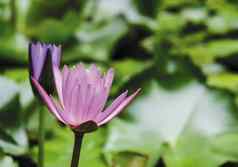 粉红色的莲花花绿色叶子池塘