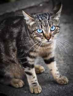 灰色的虎斑猫蓝色的眼睛坐着沥青