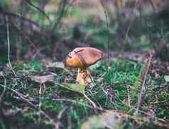 可食用的蘑菇清算森林