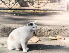 白色街猫坐着中间街